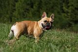 BOULEDOGUE FRANCAIS 869